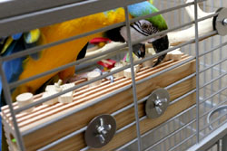 Woodland Parrot Activity Block Bolt Onto Cage