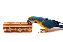 Woodland Parrot Activity Block with Blue and Gold Macaw Horizontal