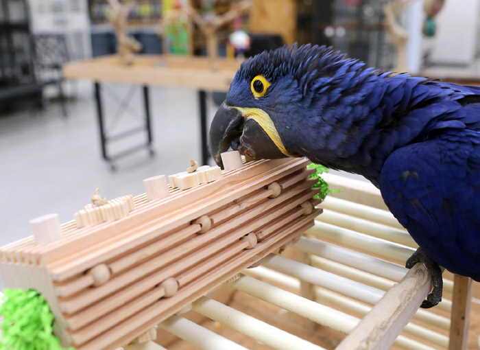 Hyacinth Macaw playing with Woodland Parrot Activity Block