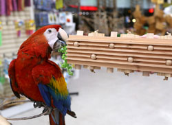 Scarlet Macaw playing with Woodland Parrot Activity Block