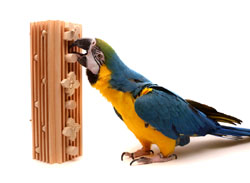 Woodland Parrot Activity Block with Blue and Gold Macaw