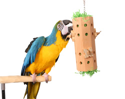 Blue and Gold Macaw playing with Activity Forager Large Parrot Toy