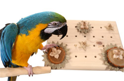 Blue and Gold Macaw with Woodland Parrot Advent Calendar Foraging Toy