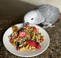 Natural Pellet Blend for African Greys and Poicephalus