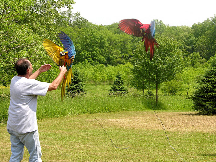 Aviator Flight Line Parrots