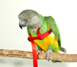 Kili Senegal Parrot wearing Aviator Harness