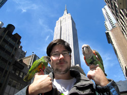 Aviator Harness wearing parrots in NYC