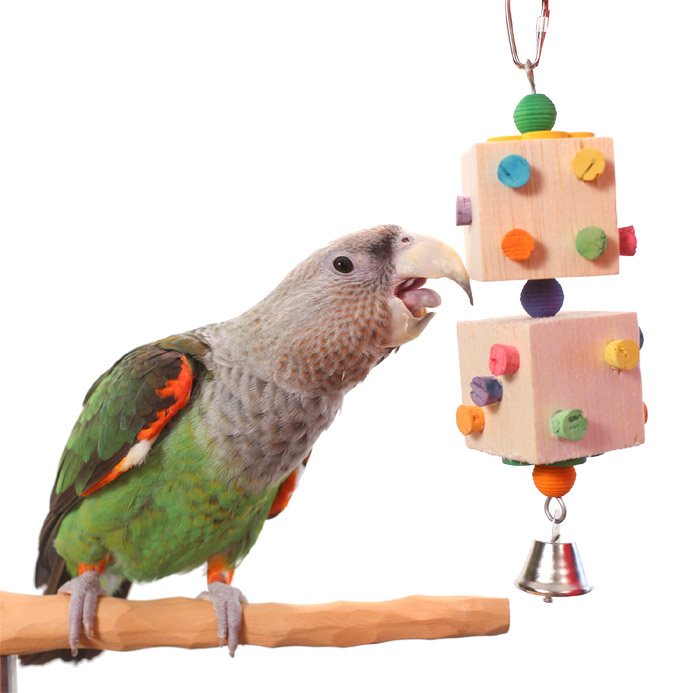 Cape Parrot playing with Balsa Dice Parrot Toy