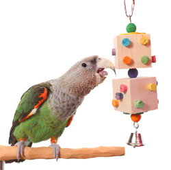 Cape Parrot playing with Balsa Dice Parrot Toy