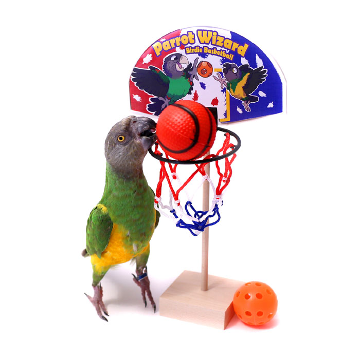 Parrot Basketball