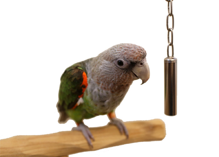 Cape Parrot with Stainless Steel Bell Toy