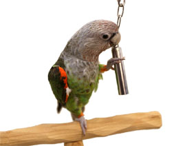 Parrot with Stainless Steel Bell Toy