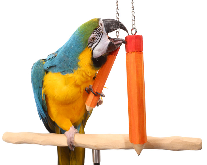 Macaw with Medium and Large Bird Pencil Toys