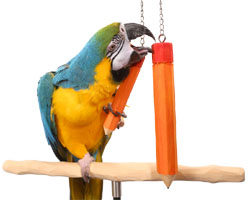 Macaw with Medium and Large Bird Pencil Toys