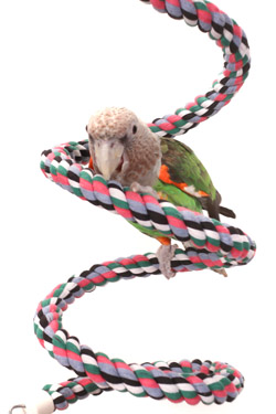 Cape Parrot on Medium Rope Boing Spial Rope