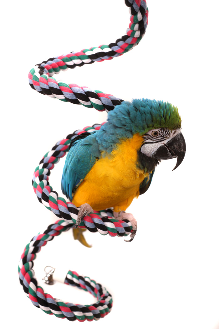 Macaw on XL Rope Boing Spial Rope