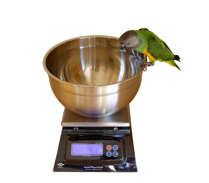 Senegal Parrot standing on Bowl Scale from Parrot Wizard