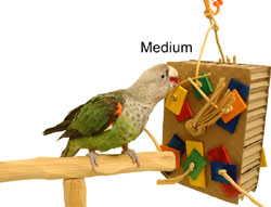 Cardboard Shreddy Toy with Cape Parrot