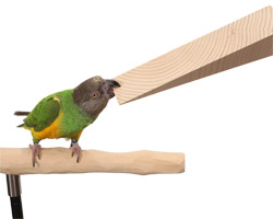 Senegal Parrot Chewing on Parrot Chew Stix E Door Stop