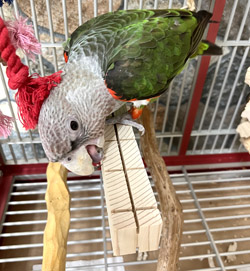 Cape Parrot playing with Parrot Chew Stix