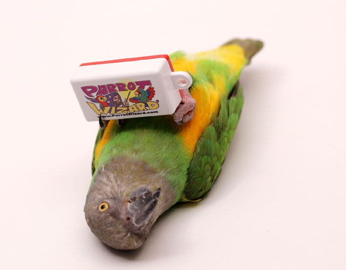 Back of Parrot Wizard Clicker