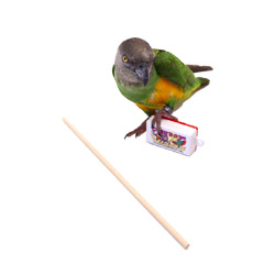 Parrot Training Clicker and Target Stick