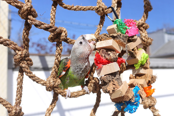 Cape Parrot on Medium Parrot Climbing Net