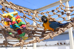 Macaw on Large 8x4ft Parrot Climbing Net hanging horizontal