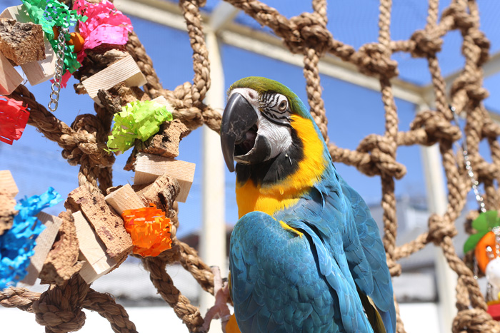 Macaw on Large 8x4ft Parrot Climbing Net