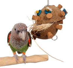 Coconut Forager toy and Cape Parrot