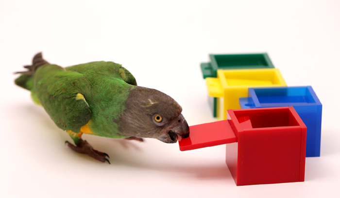 Parrot Close Box