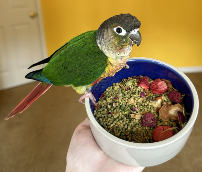 Green Cheek Conure with Natural Pellet Blend for Green Cheek Conures