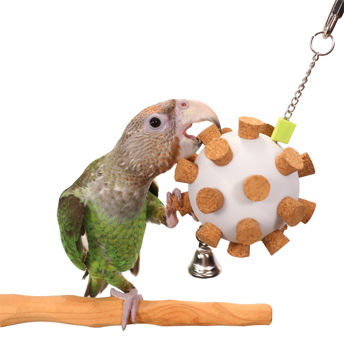 Cape Parrot playing with Cork Orb Medium Parrot Toy