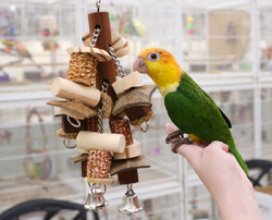 Caique playing with Medium Corn Maze Toy