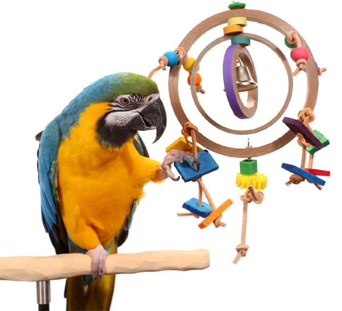 Blue and Gold Macaw playing with Cylcone Parrot Toy