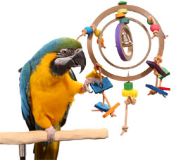 Blue and Gold Macaw playing with Cylcone Parrot Toy