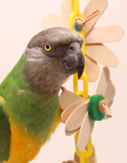 Close up of Daisy Chain Small Parrot Toy with Senegal Parrot