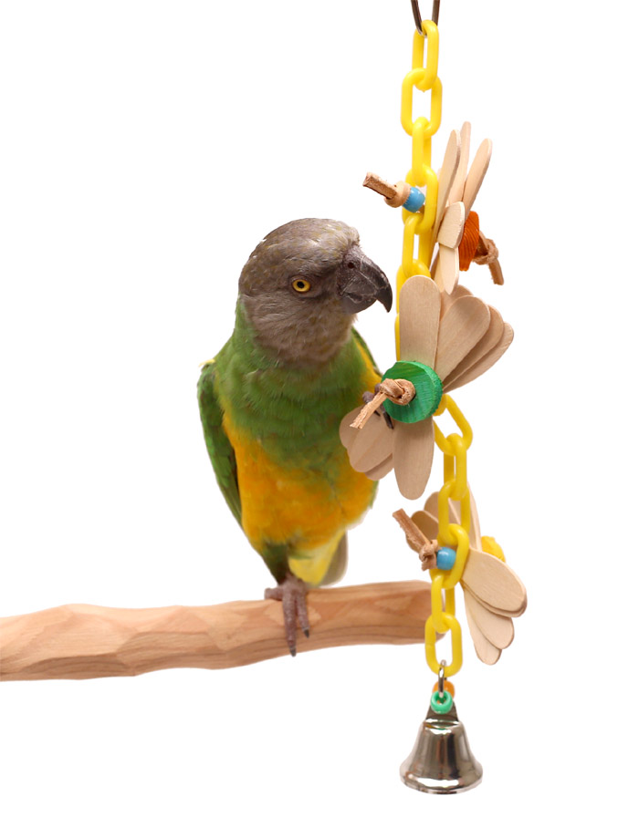 Senegal Parrot with Daisy Chain Small Parrot Toy