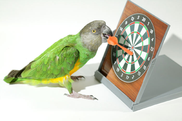 Senegal Parrot Playing Darts