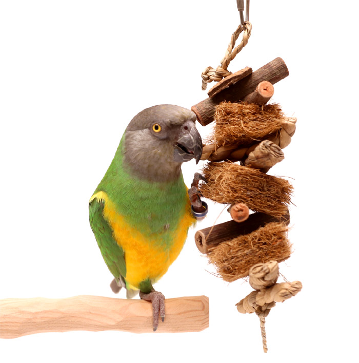 Seaside Dune Toy for Small Parrots and Parakeets with Senegal Parrot