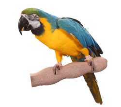 Economy Grooming Perch Large with Blue and Gold Macaw