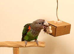 Woodland Parrot Enrichment Box with Cape Parrot