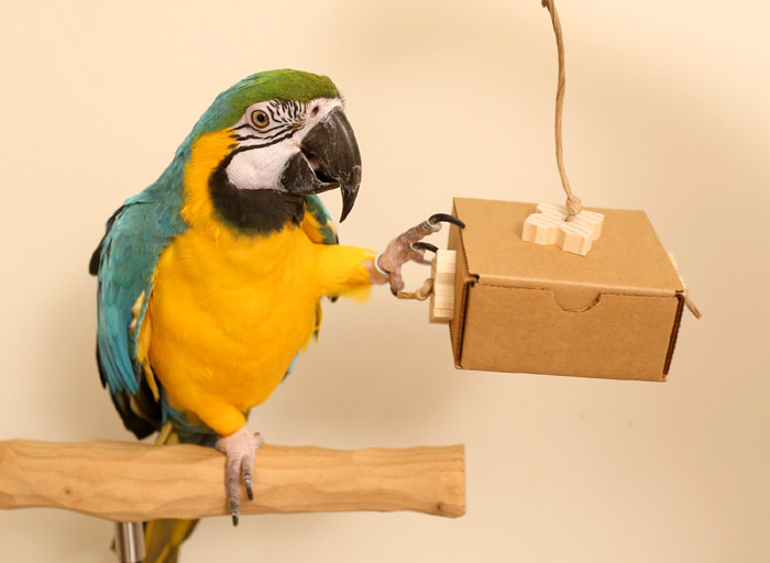 Woodland Parrot Enrichment Box with Macaw