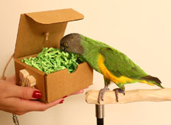 Woodland Parrot Enrichment Box with Senegal Parrot