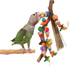 Cape Parrot playing with Enrichment Vine Medium Parrot Toy