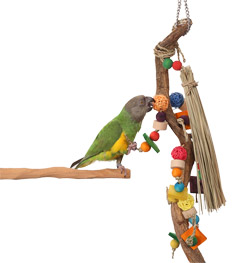 Senegal Parrot playing with Enrichment Vine Medium Parrot Toy