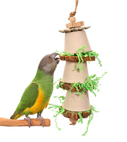 Senegal Parrot with Woodland Parrot Evergreen Foraging Toy for Small to Medium Parrots