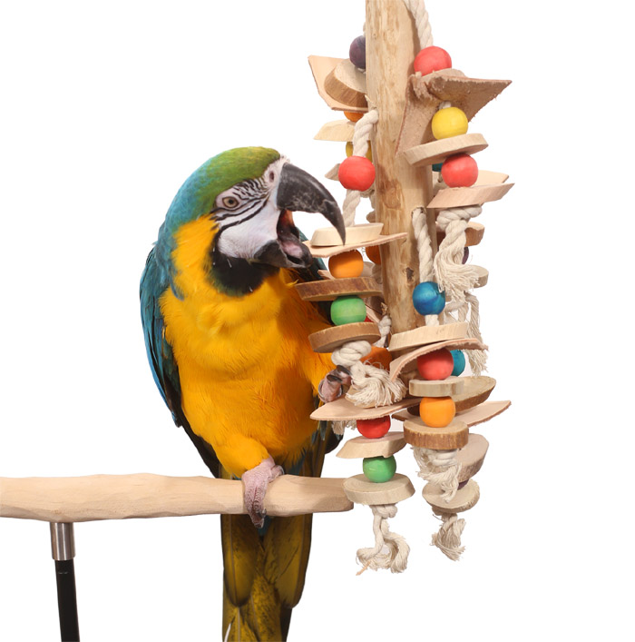 Macaw playwing with Explorer Pole Toy