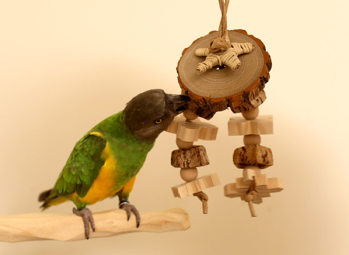 Woodland Parrot Uphill Small Parrot Toy with Senegal Parrot