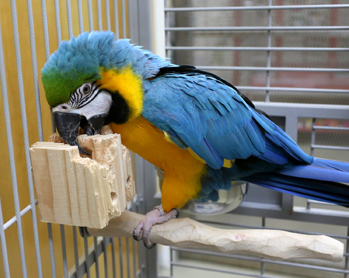 Natural Foraging Box Macaw